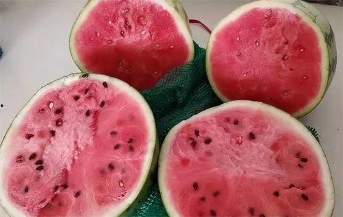 免费吃麒麟瓜 第1张 免费吃麒麟瓜 第1张